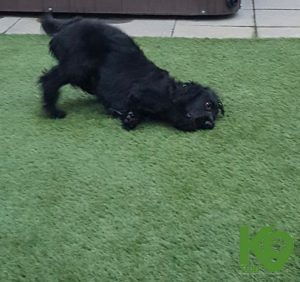 k9_3 k9 turf 2
